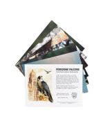 Mayo Clinic Peregrine Falcon Program Notecards small images